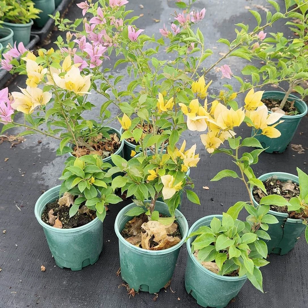 完全开放柳叶苹果花和月朦胧