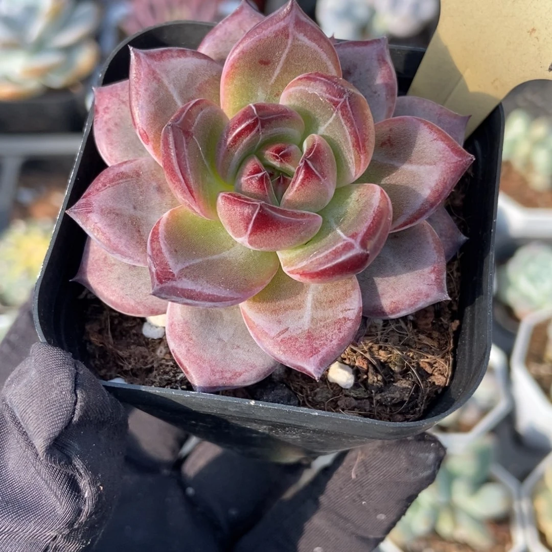537夜魔侠多肉植物