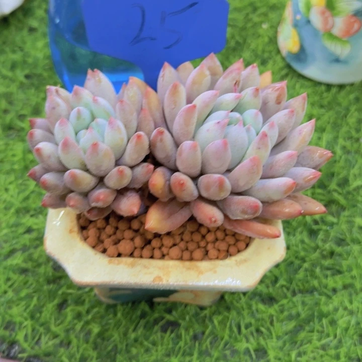 W****g25多肉植物一物一拍