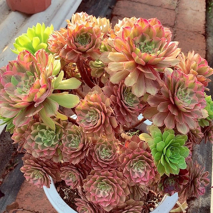 摘心粉黛，多肉植物