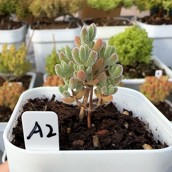 实生粉冰晶新春福利