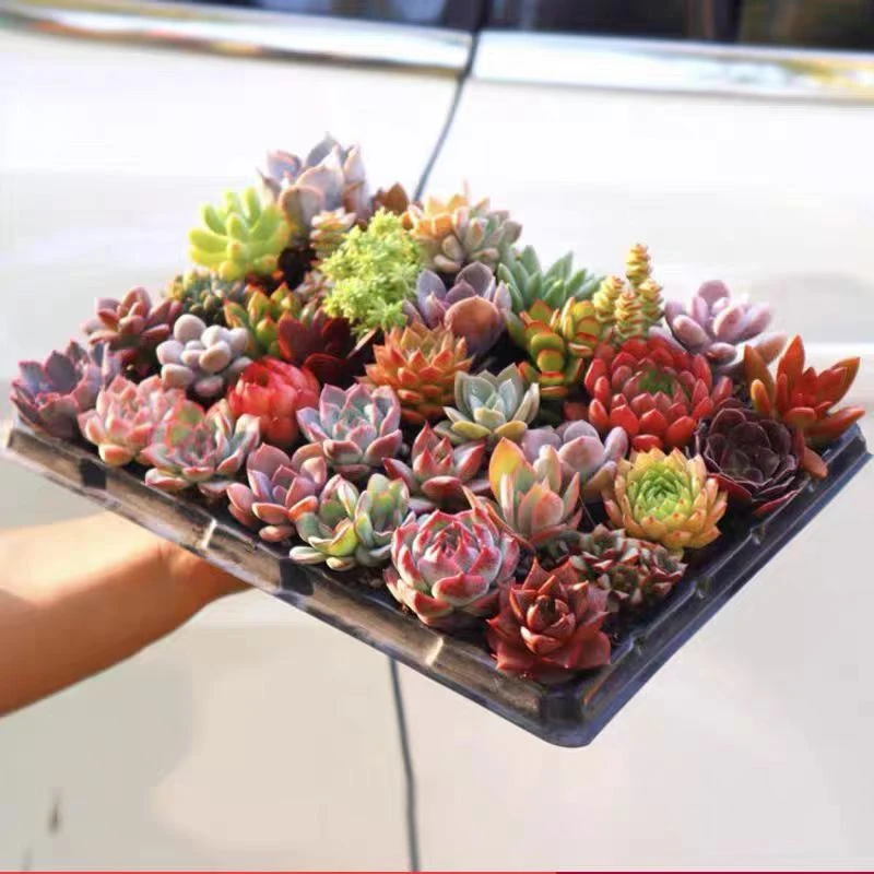 36颗多肉植物组合盆栽好养防辐射室内外花卉绿植套餐品种任发包邮