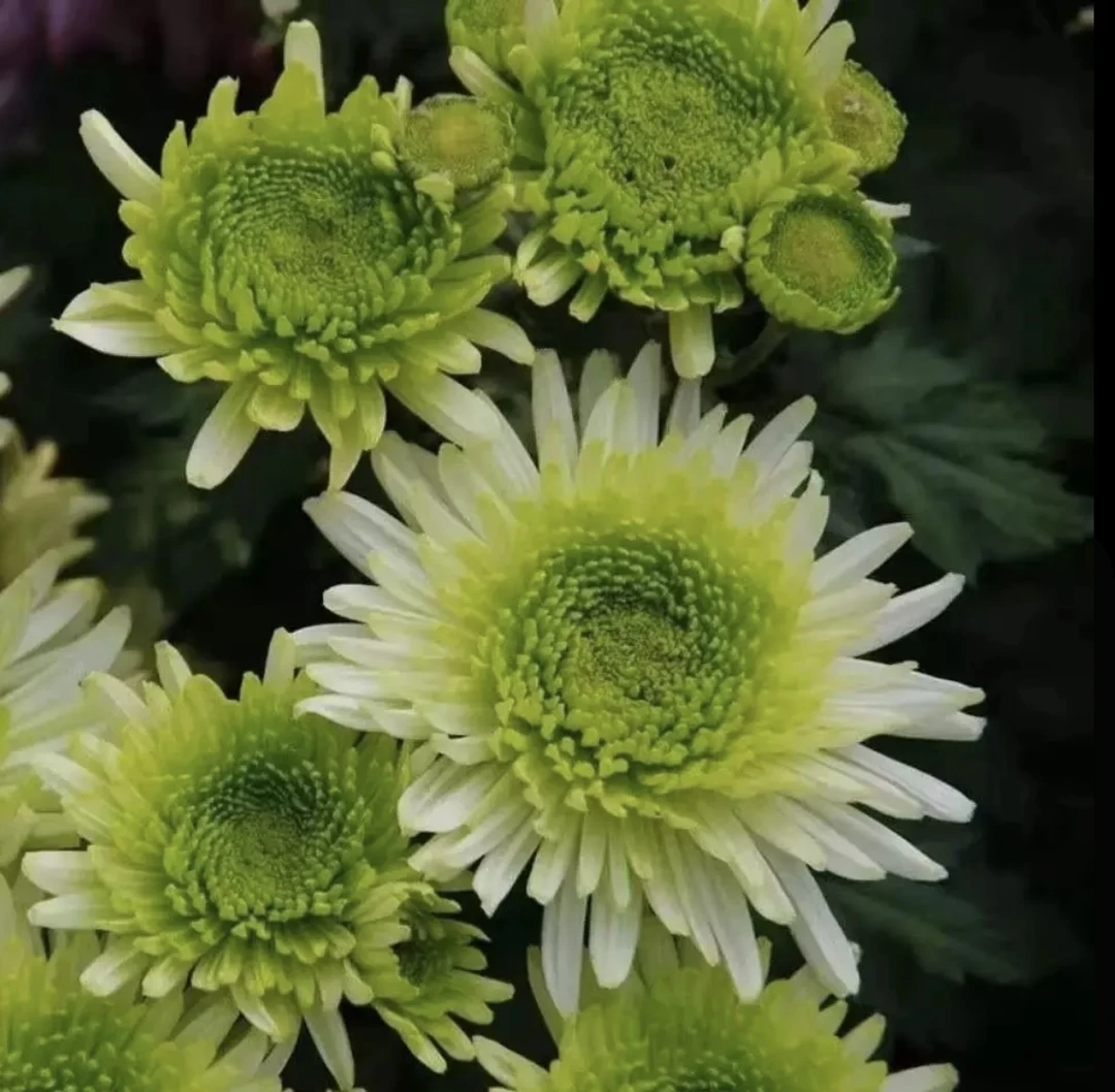 【绿菊】超大花菊花盆栽大花多年生耐寒好养绿植花卉带花苞发货