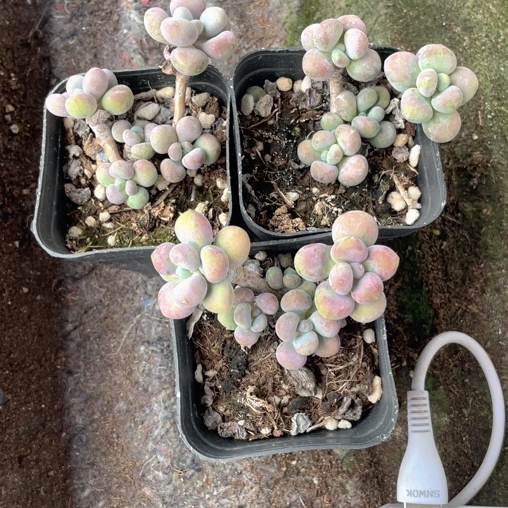 玉***儿一物一拍3颗随机发满18包邮