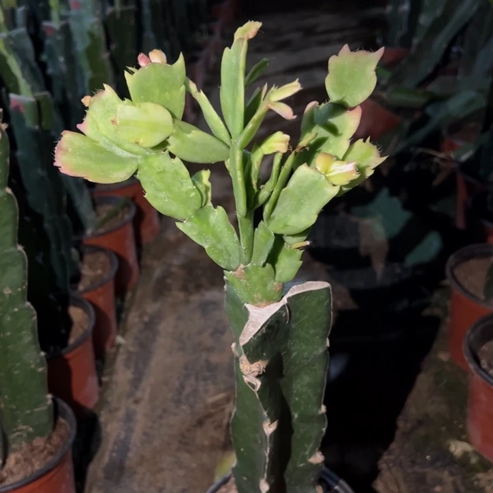 当前无花栽培后可以开花073  1942