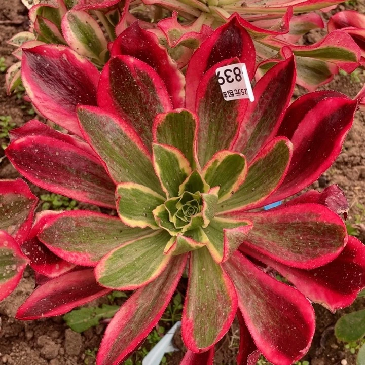 839魅影嫁接多肉1，beiloqu