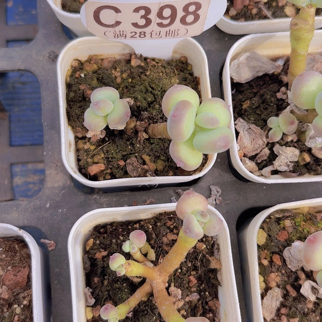 C398萤火虫一物一拍