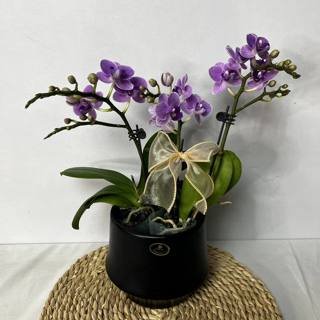 蝴蝶兰【欧洲小蓝】 稀有品种高品质室内高端绿植花卉 商务礼品花