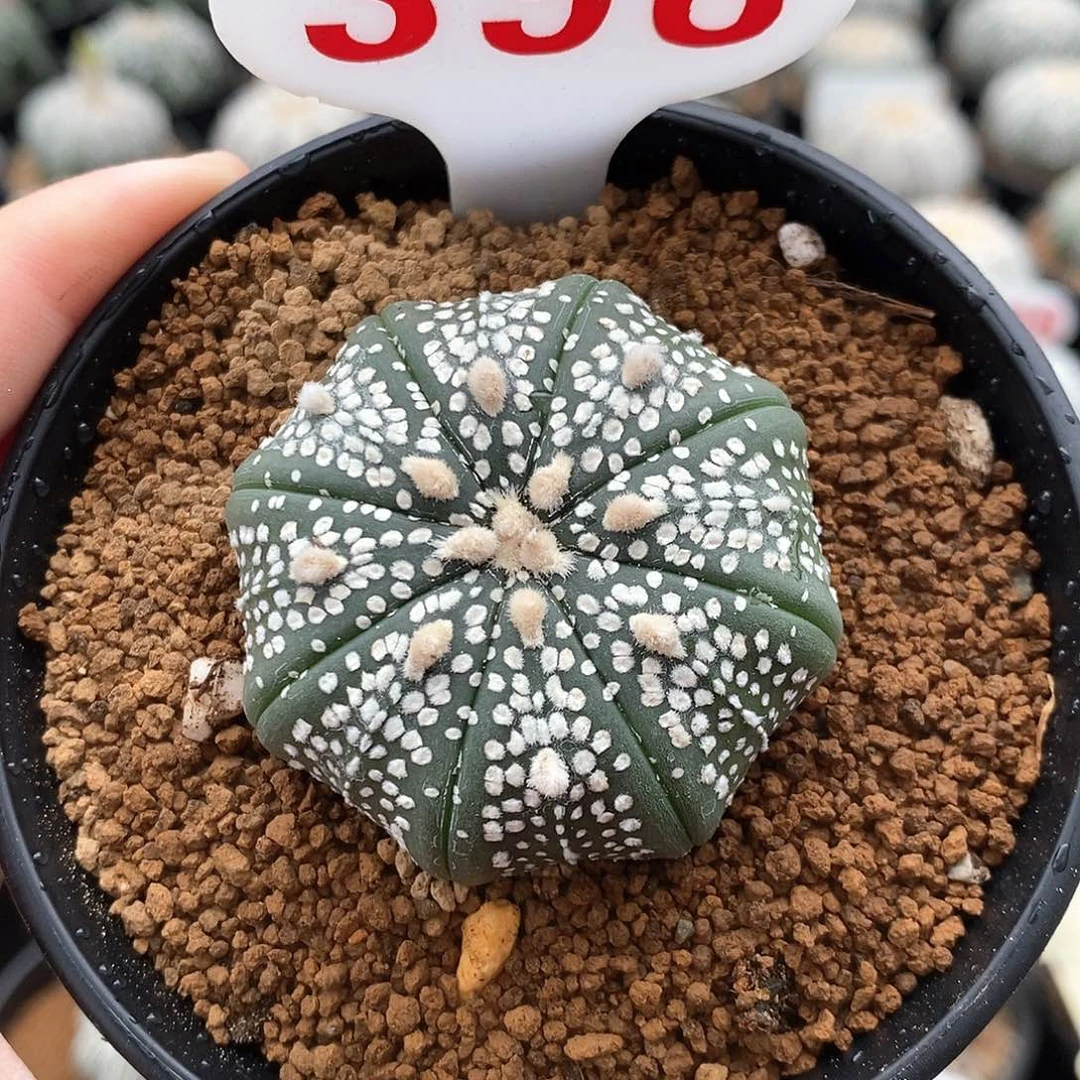 398皇室奇迹兜系列产品