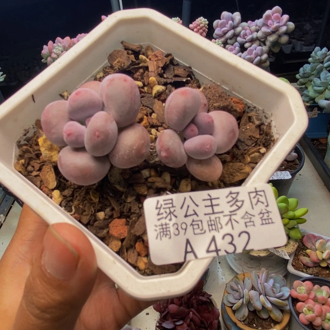 432糖豆奶多肉4cm