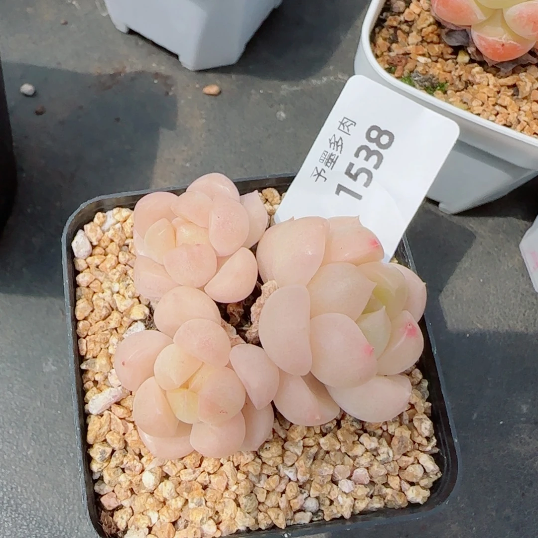 倾城珍妮，1538多肉植物