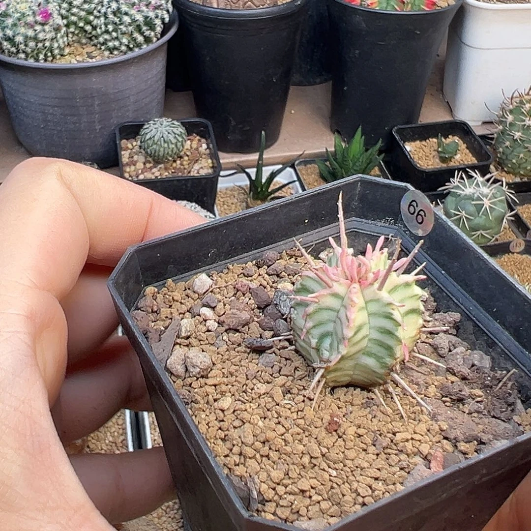 斑马锦大戟一颗一颗