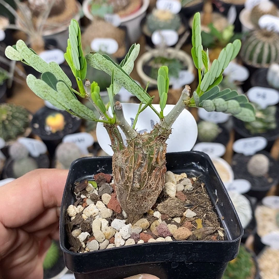 实生沙漠苏木55号 5cm
