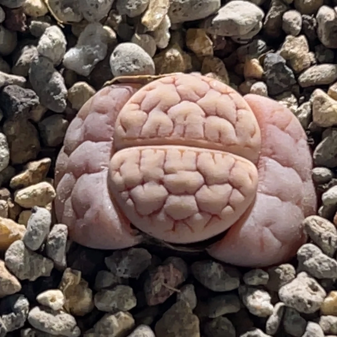 0027粉色红纹蛙哥189一颗