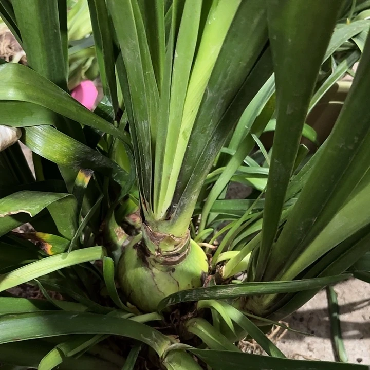 开***心无花朵尼罗河一坨7+