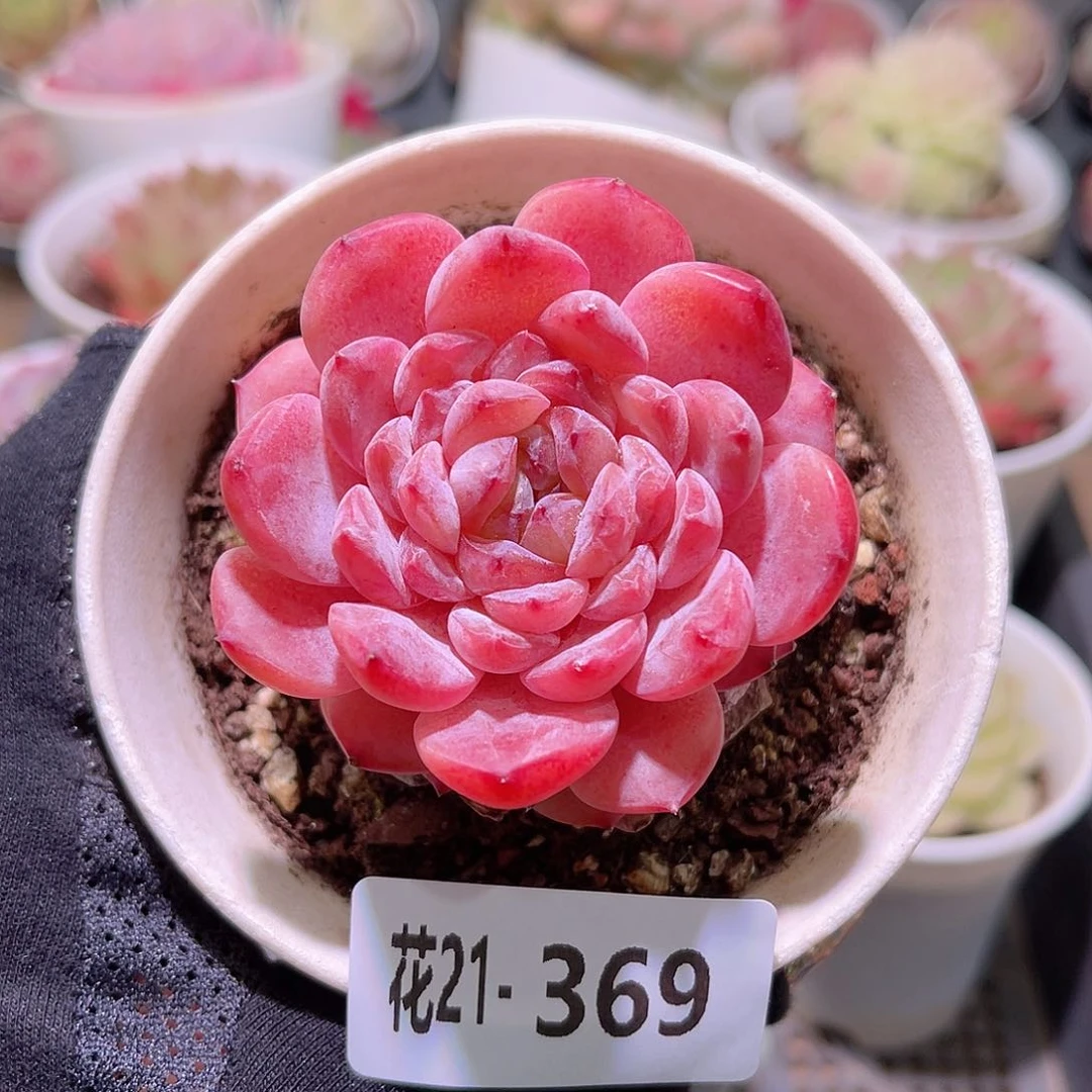 花利美21-369秘境冰魄