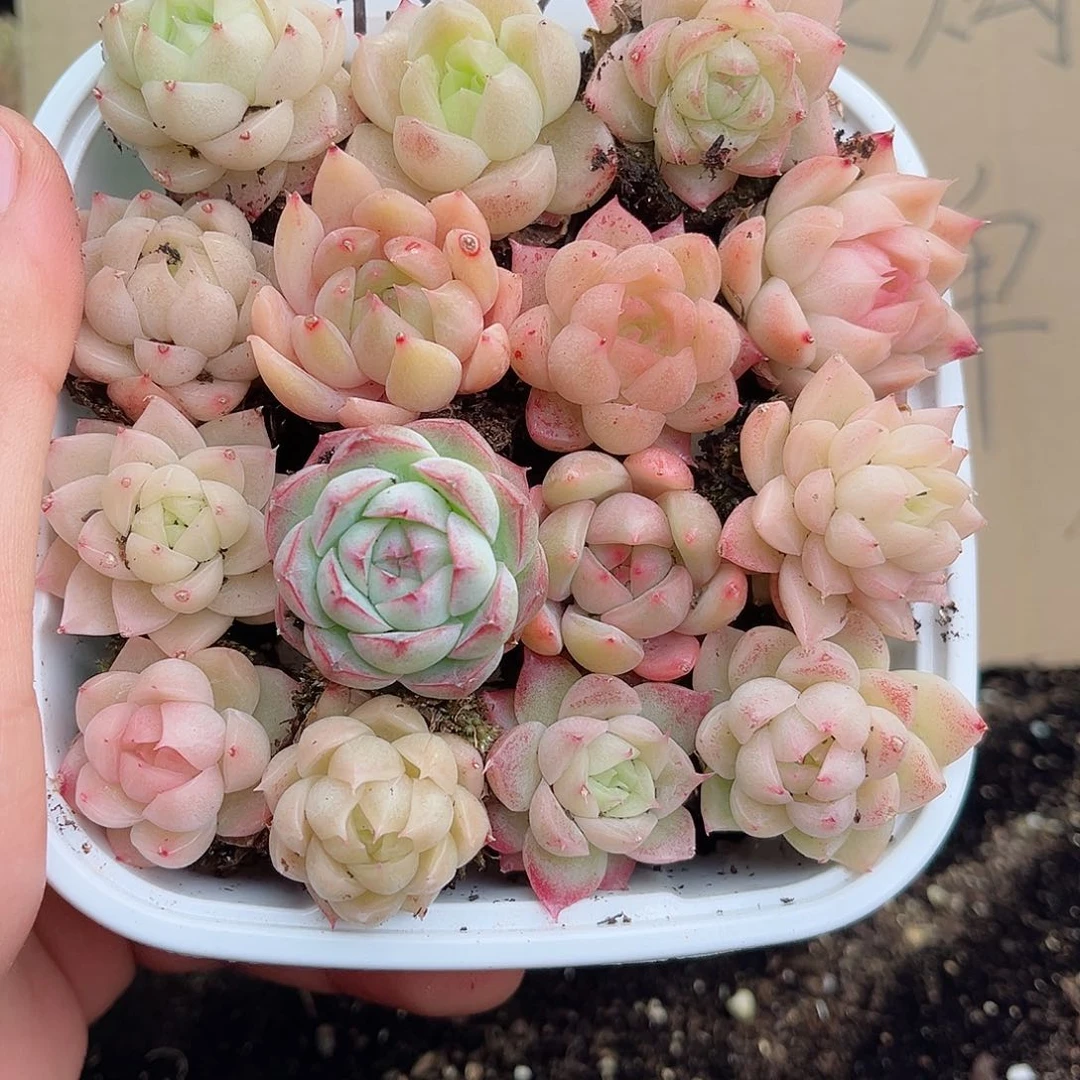 1-807 新疆西藏内蒙不发12.8包邮2-3公分多肉