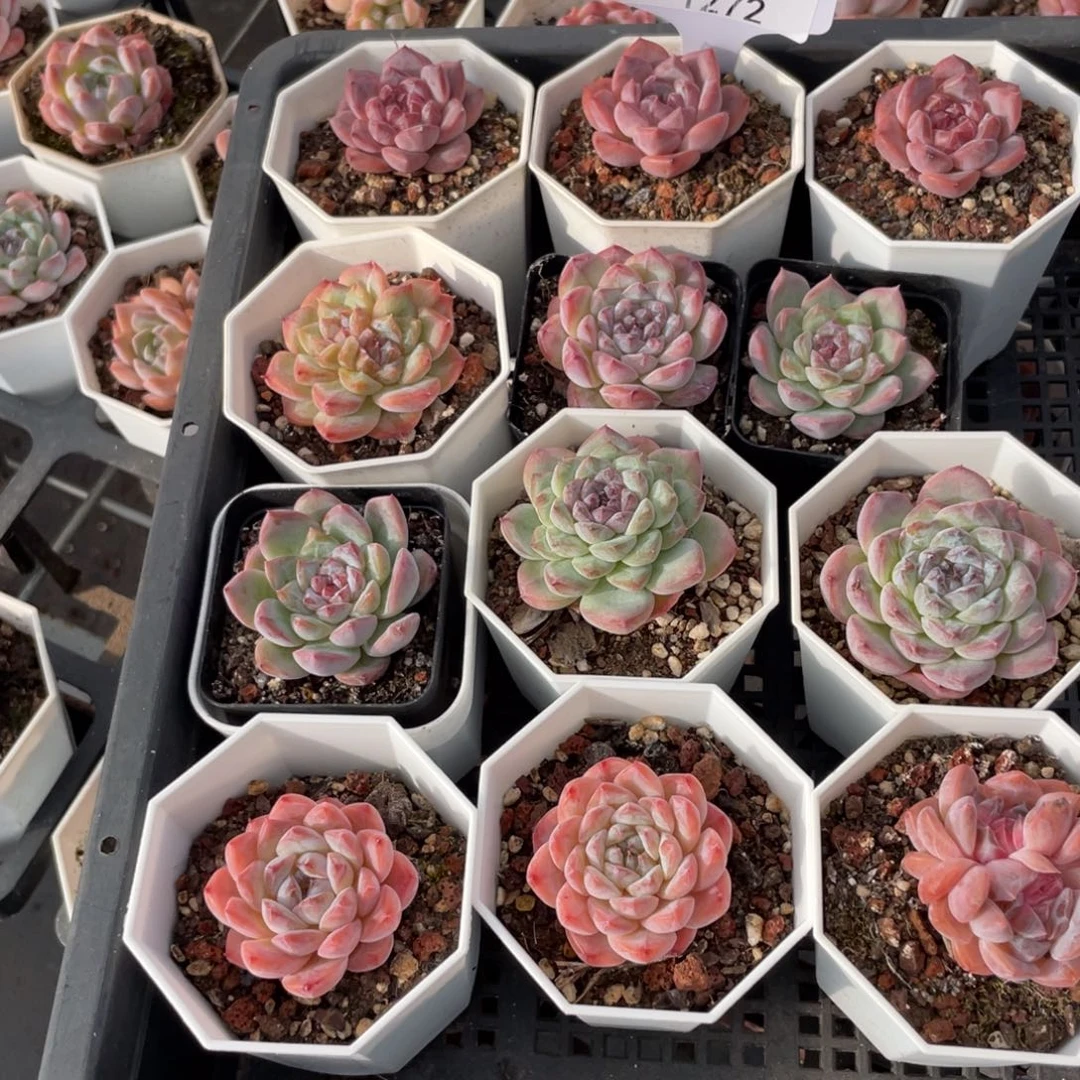 不包整散 盆子不售后1272