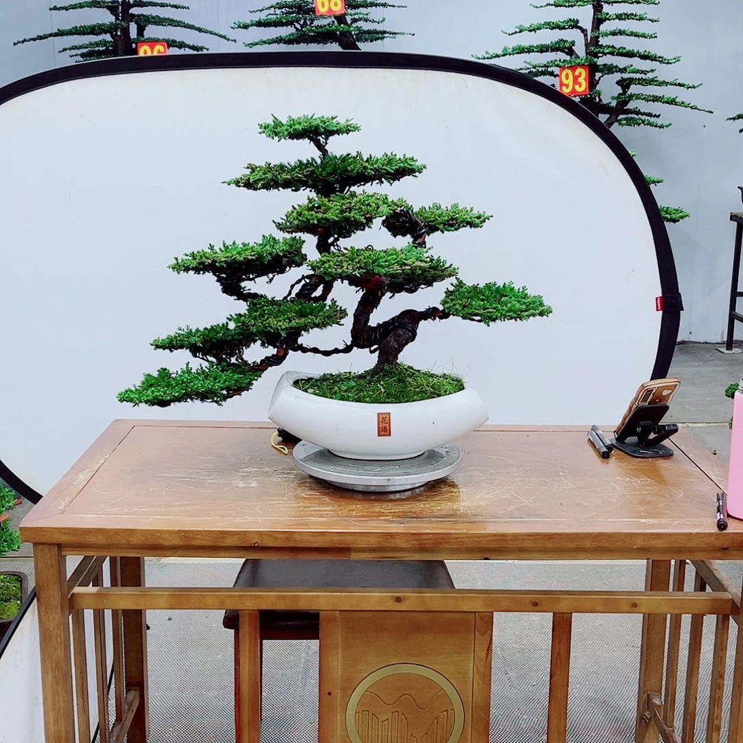 无花朵精品盆景一物一拍