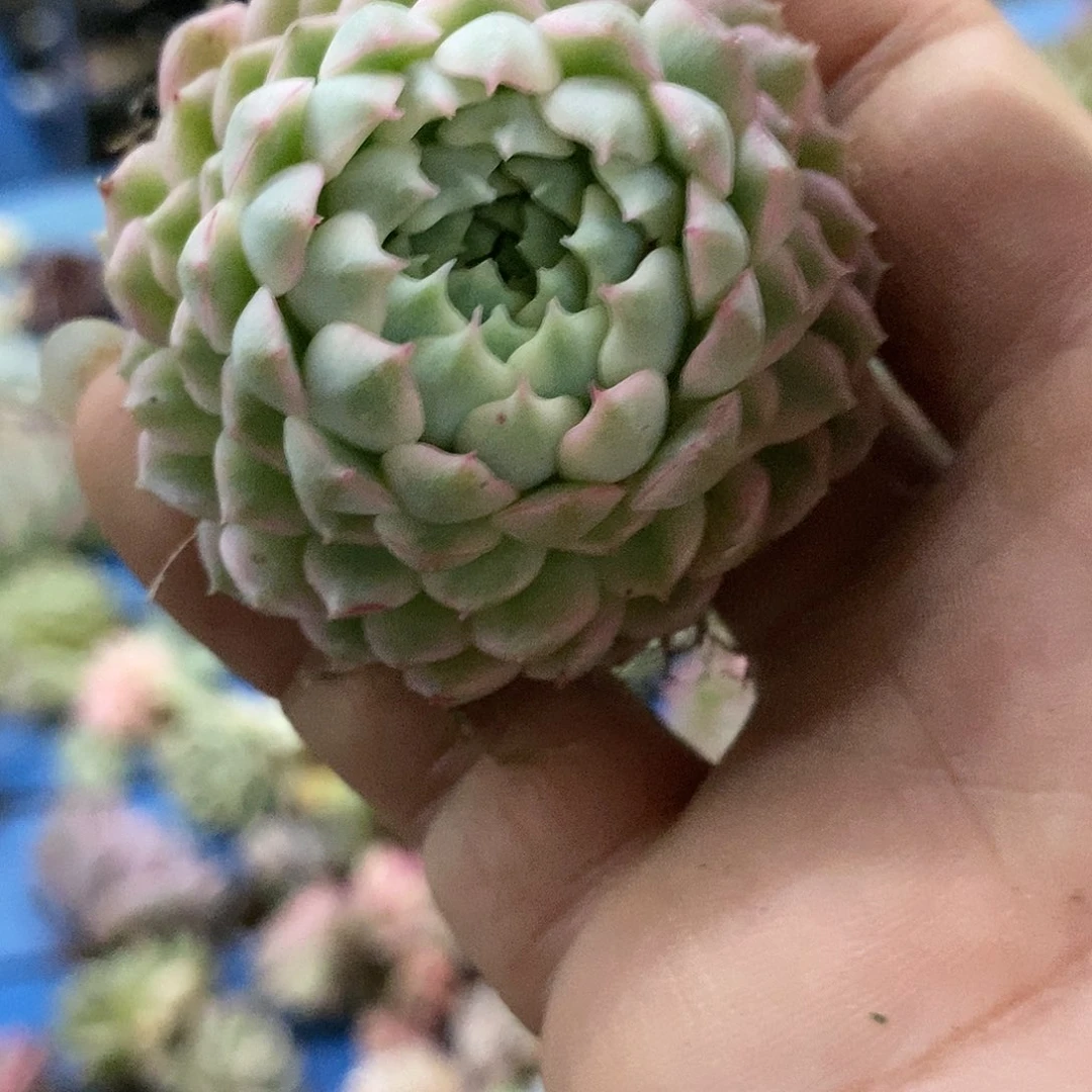 517不认识多肉植物哇啦塞