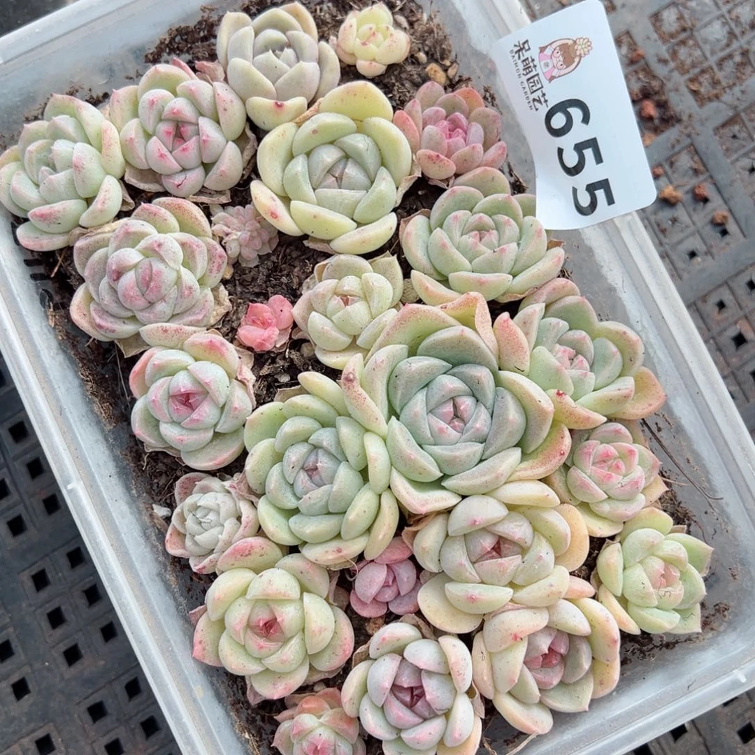 多肉植物多肉植物