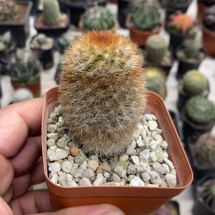 红刺嘉文丸特价包邮