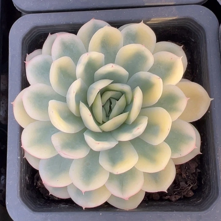 草莓冰锦一物一拍锦龙