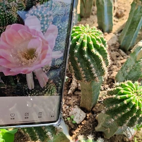 龙神木嫁丽花绿姬接福