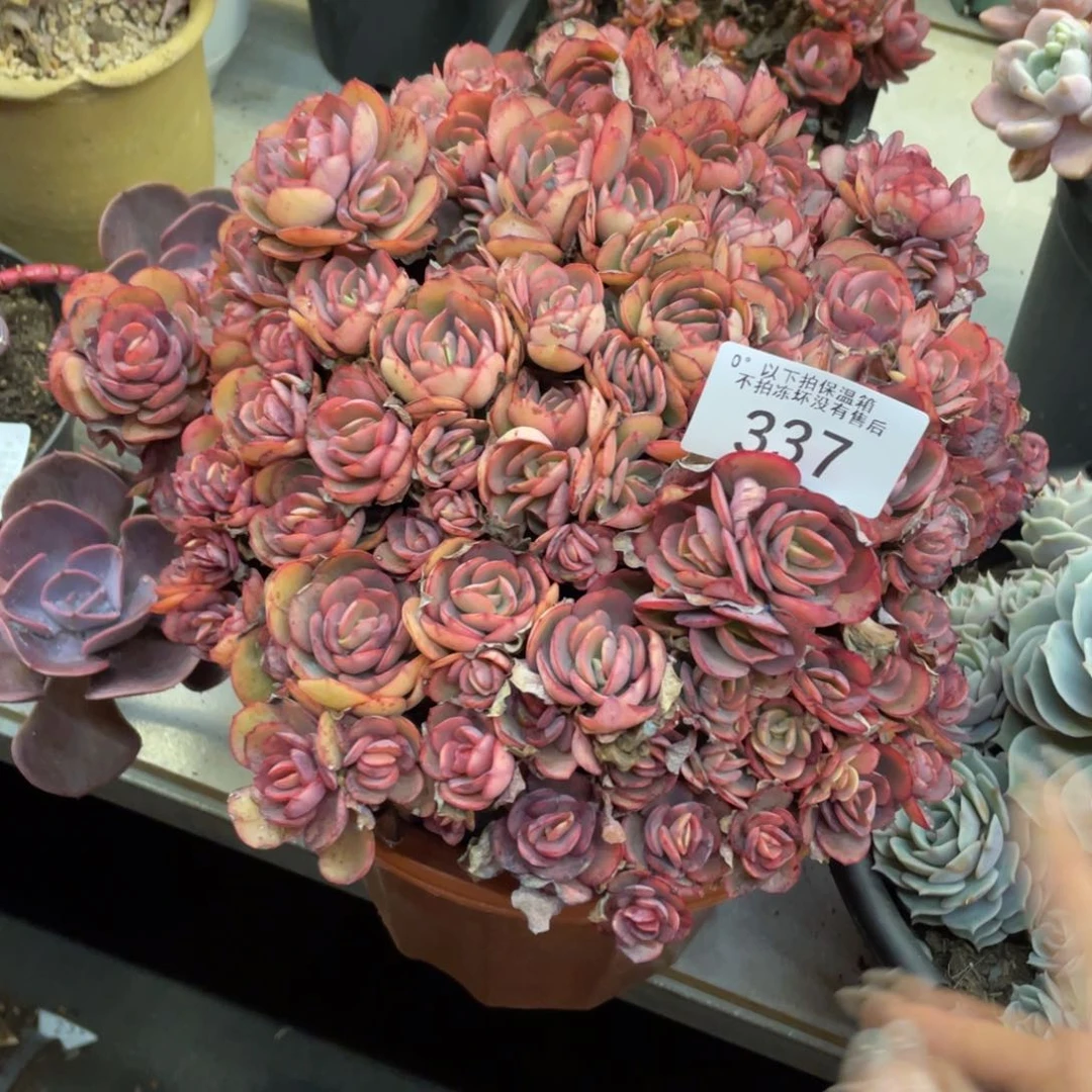 桃**橙黑大帅多肉337秀妍