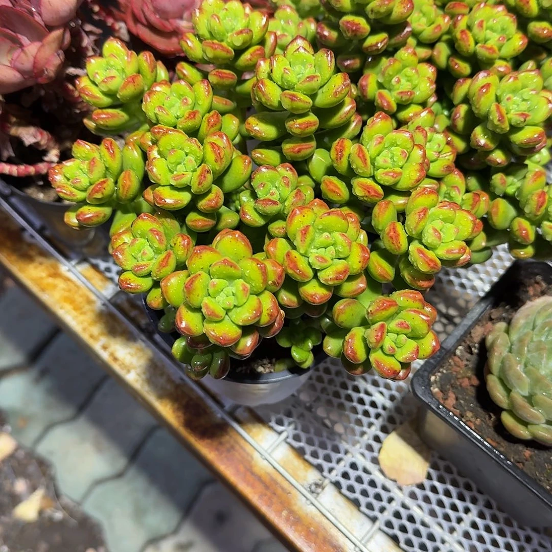 丸叶松绿多肉植物