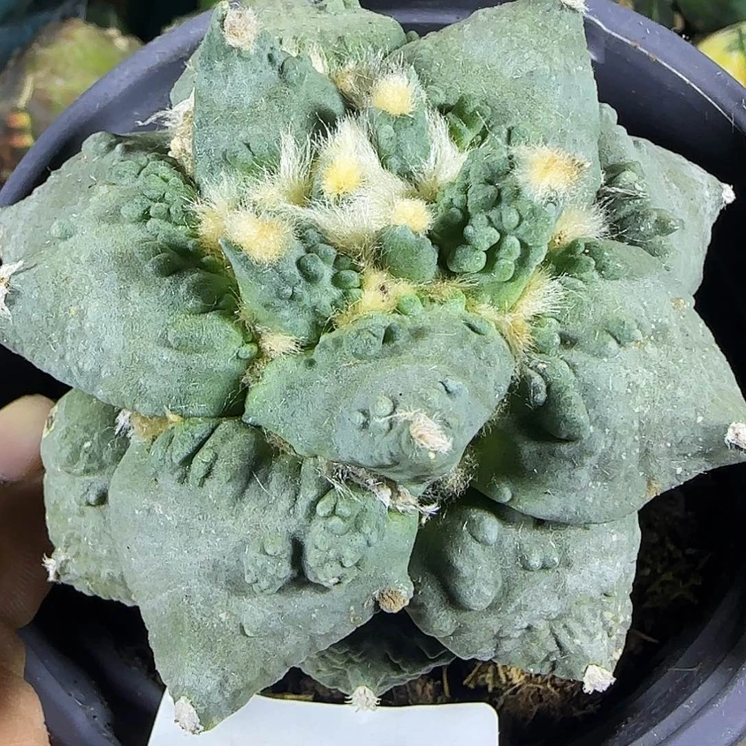 怒涛牡丹721仙人球开花