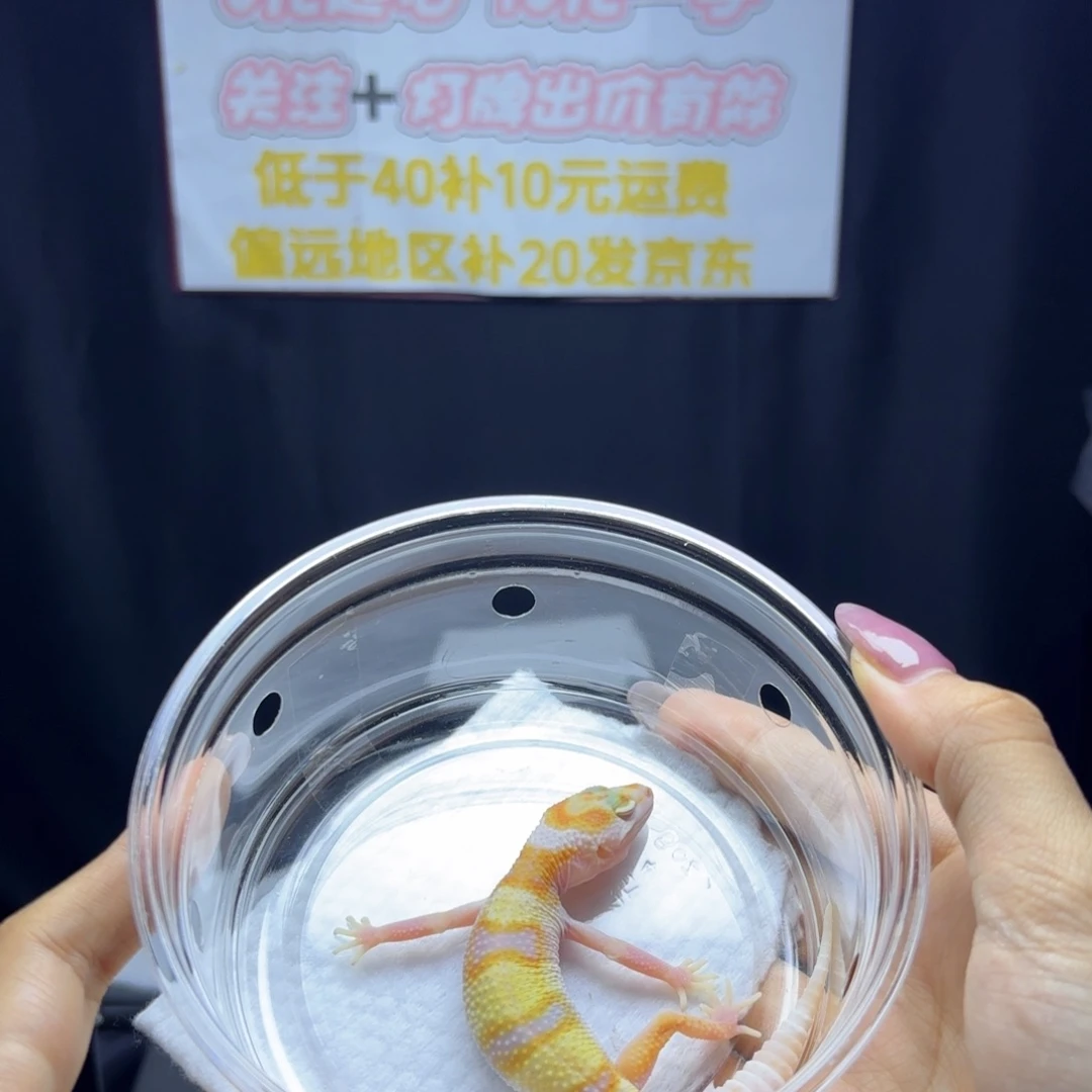 豹纹守宫川普白黄蜡笔