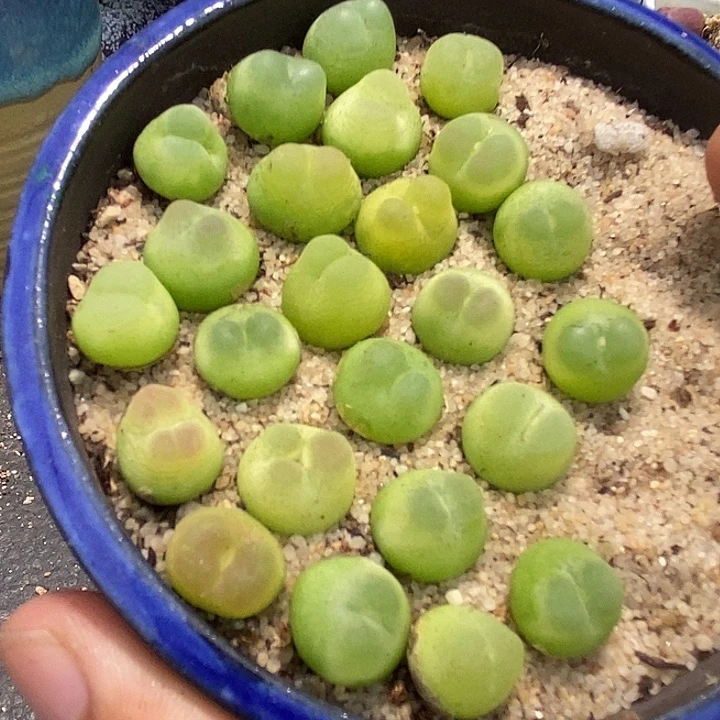 16527紫皮拉登一颗 发样本