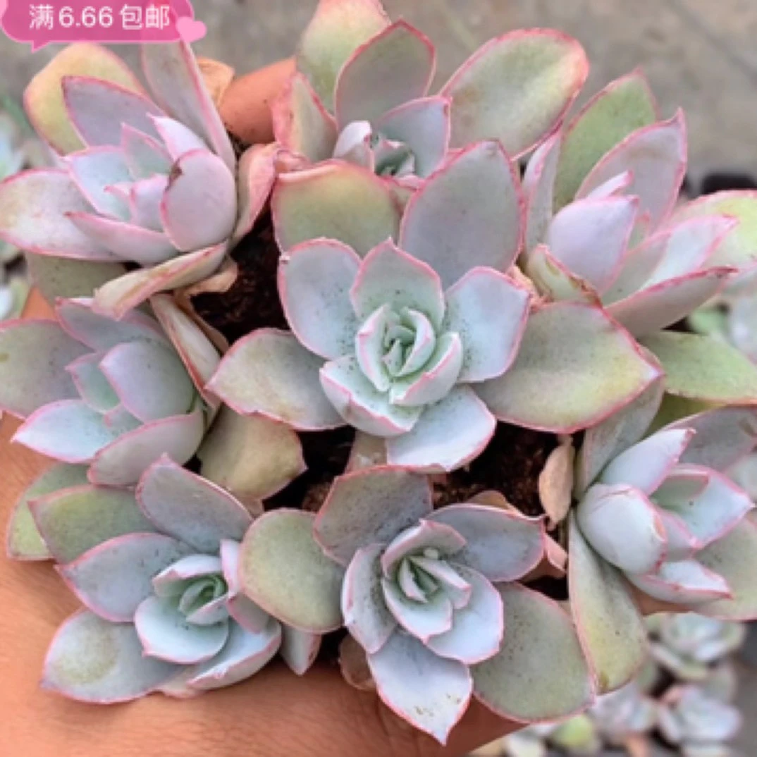 （满9.99包邮）广寒宫小 2cm 猫小姐多肉