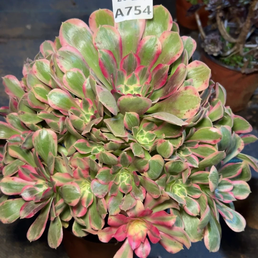 754妖月，多肉法师