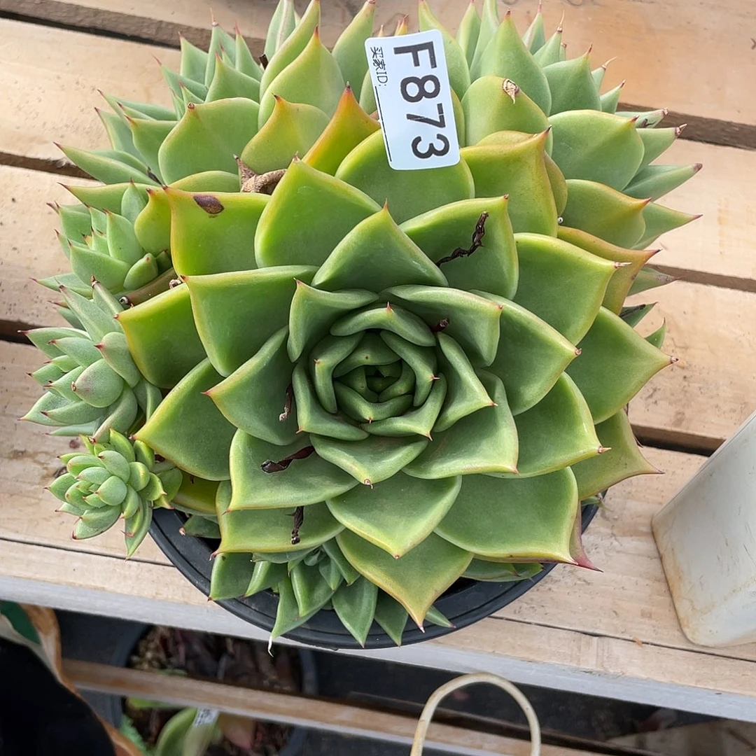 若如东云单拍F873