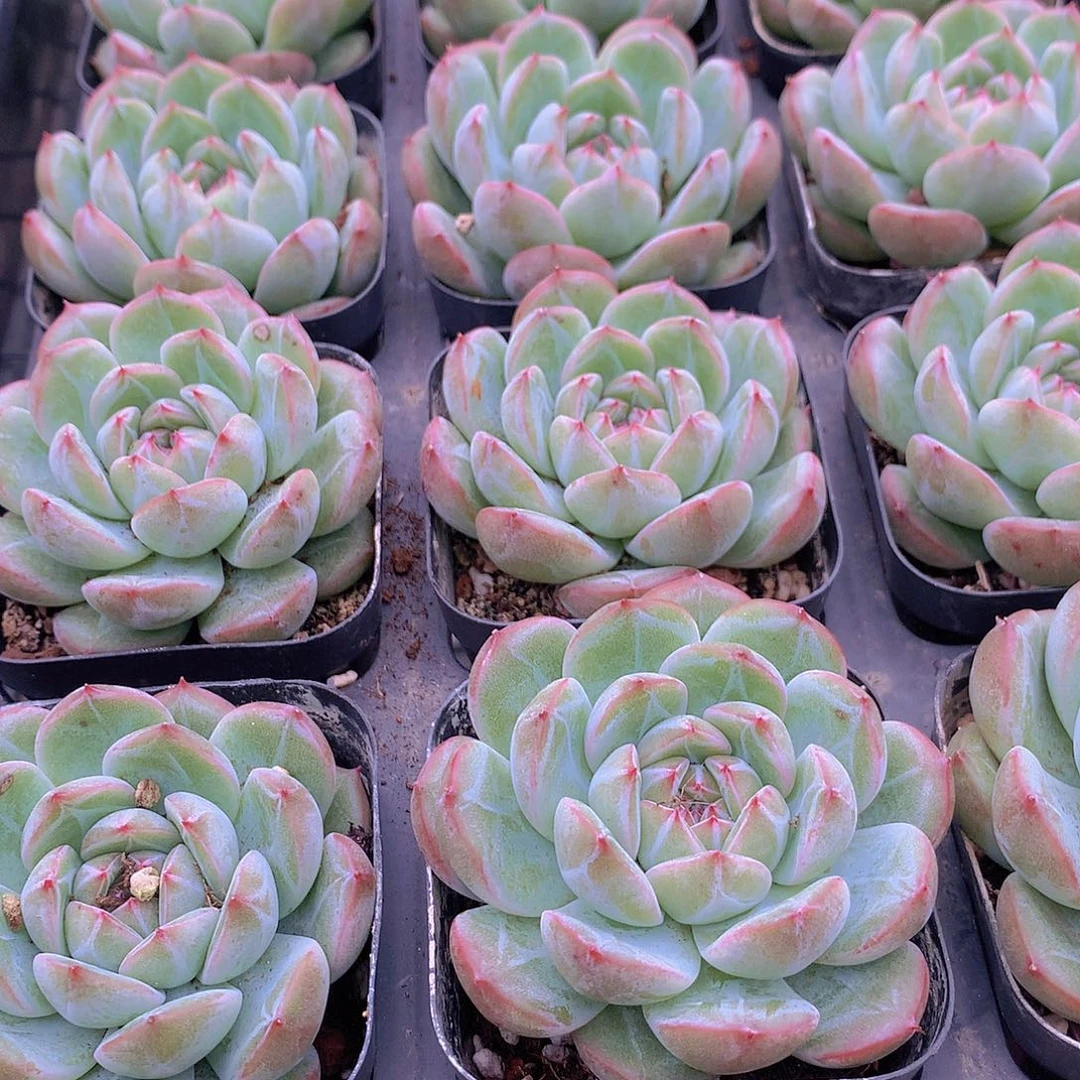 单头雪花珍妮4567889900000