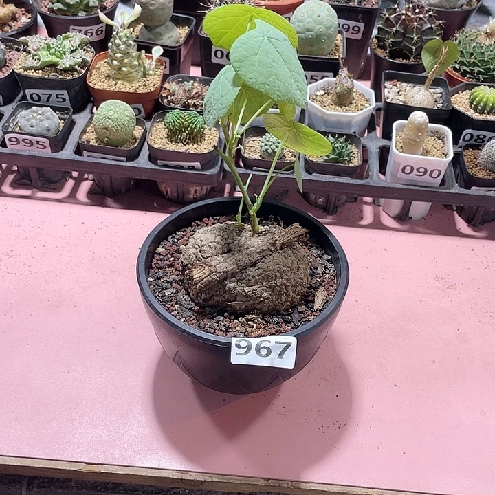 967泰国大荔枝龟块根