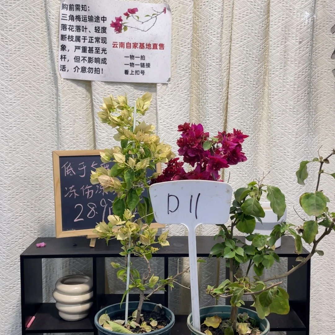 全部花朵暗斑马斯+重瓣红D11