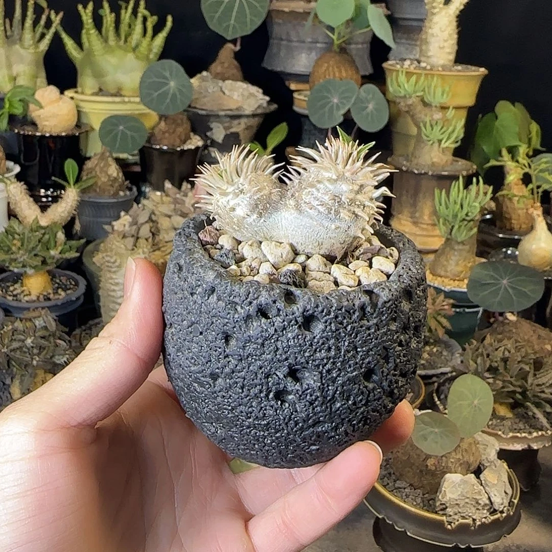 一物一拍惠比大黑01