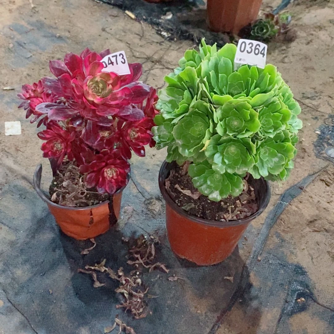 组合473364多肉1111