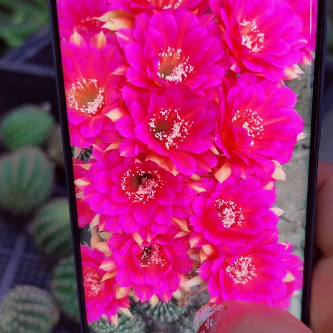 下13彩草114 歪无根侧芽4公分左右20包邮