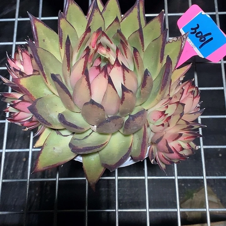 a*子3061——直播福利多肉