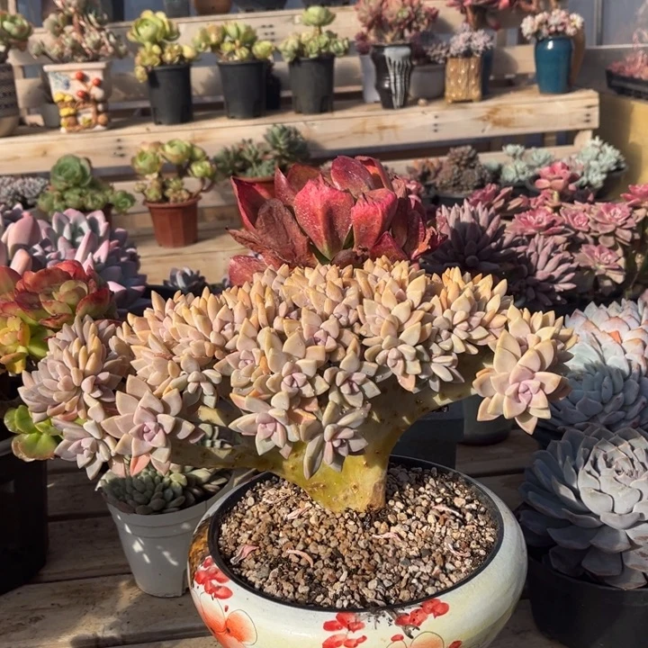 淡雪缀多肉植物3 6 9