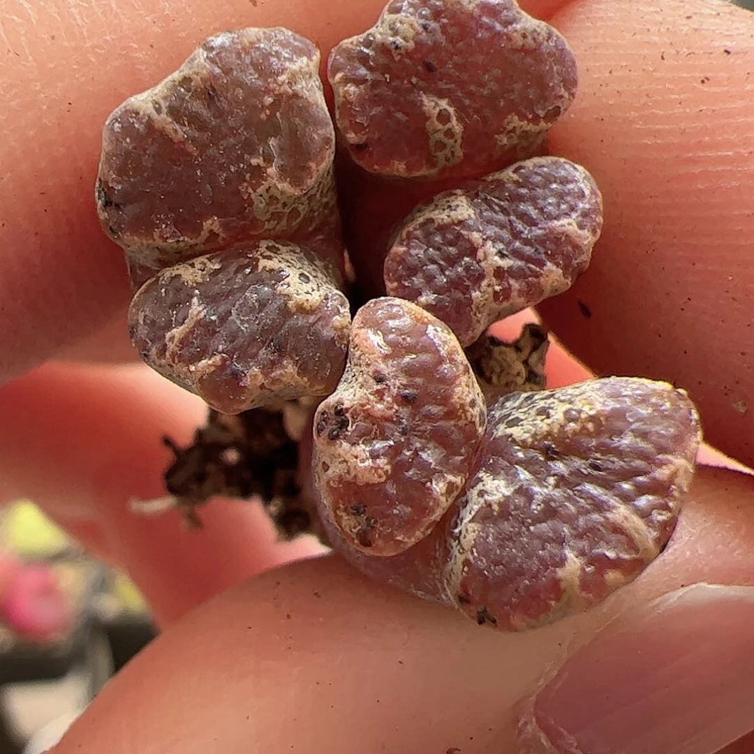 【闪购商品】144 蝴蝶