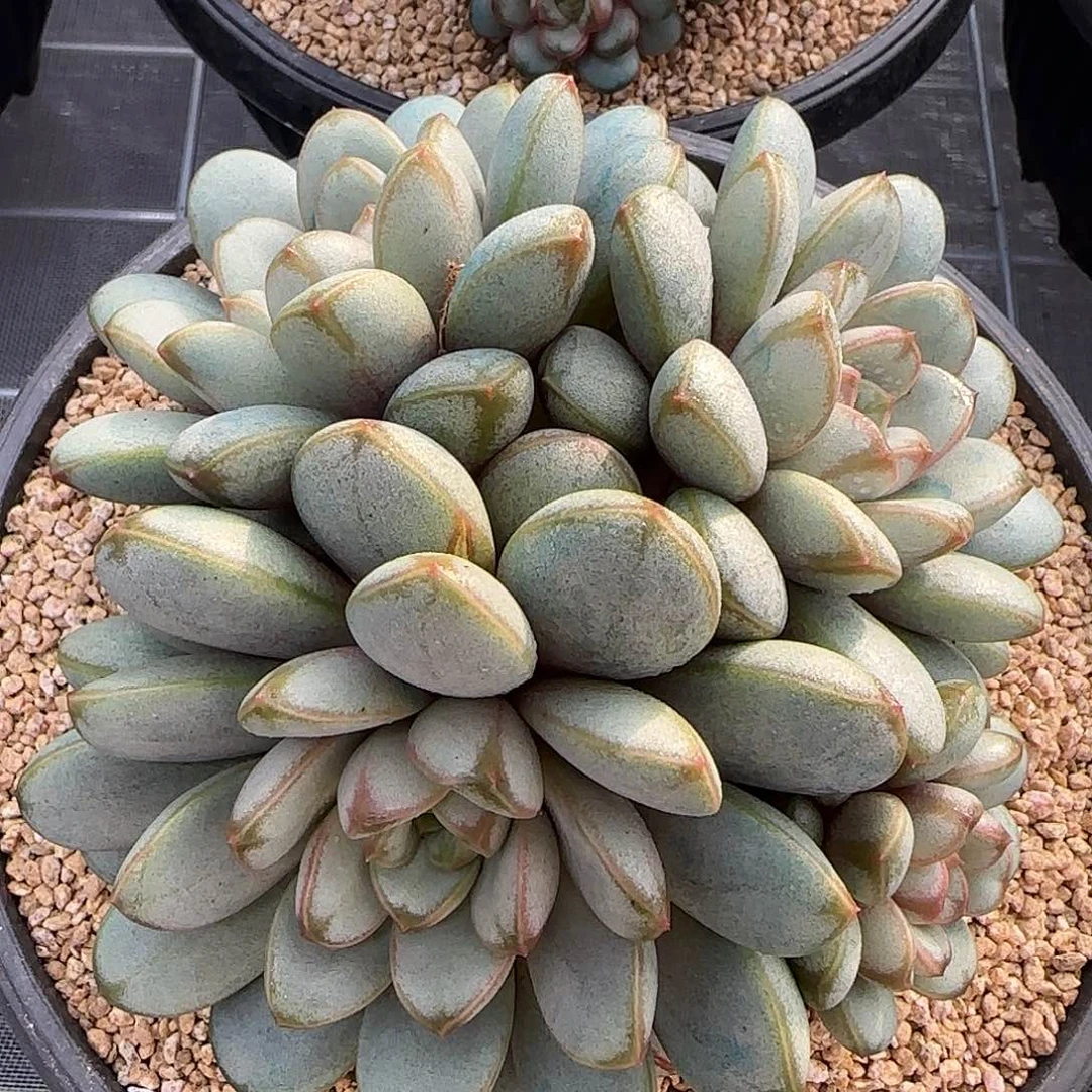 从前慢花园精选大葡萄