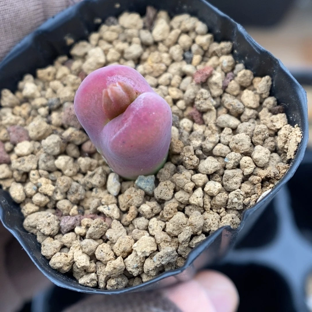 多肉植物肉锥杂交K-3674 蜜桃墨风铃 多倍体 晕染纹