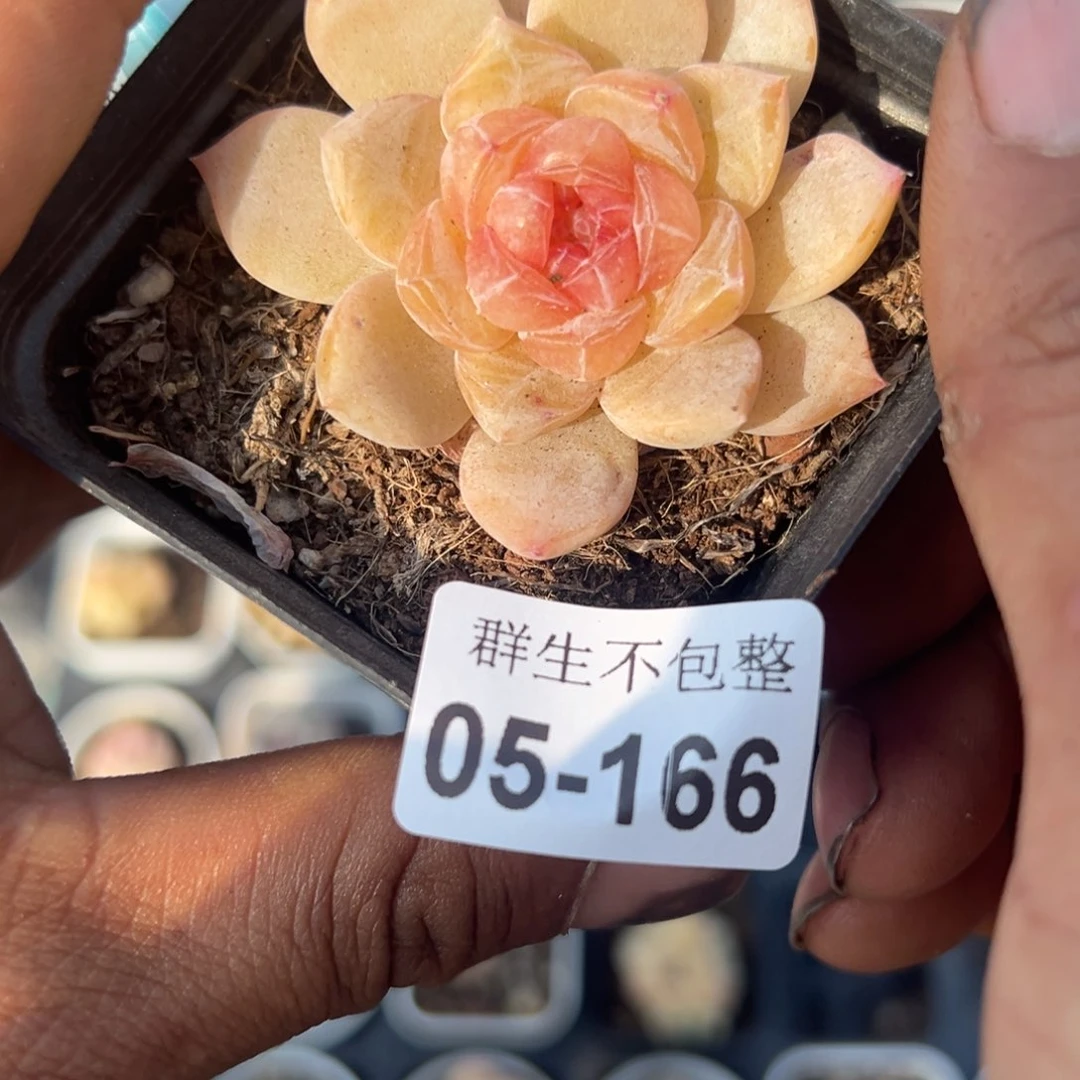 小卡拉米糖心一物一拍5-166