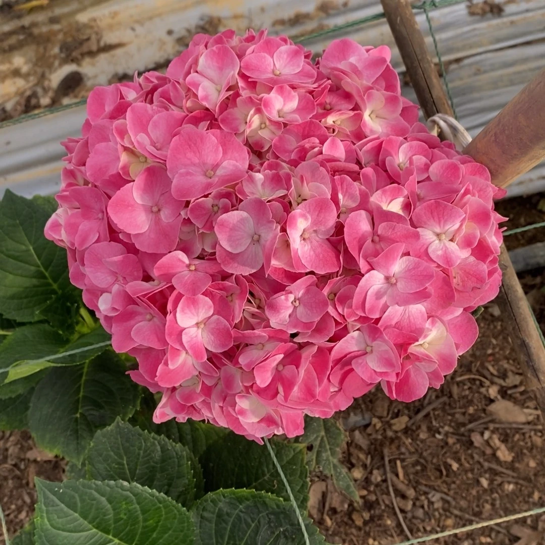 160号绣球/有色差介意勿拍/3单冷链包邮/偏远补15元运费发德邦