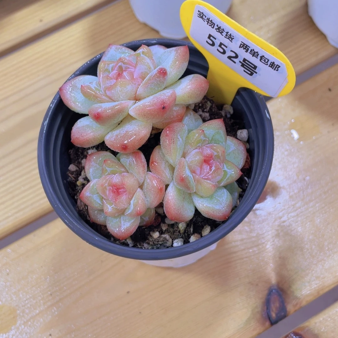 552号 全状态天花板刚毅群